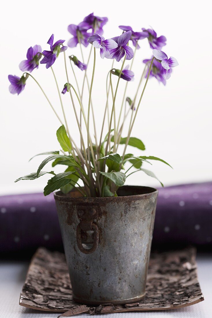 Sweet violets in a pot (viola odorata)