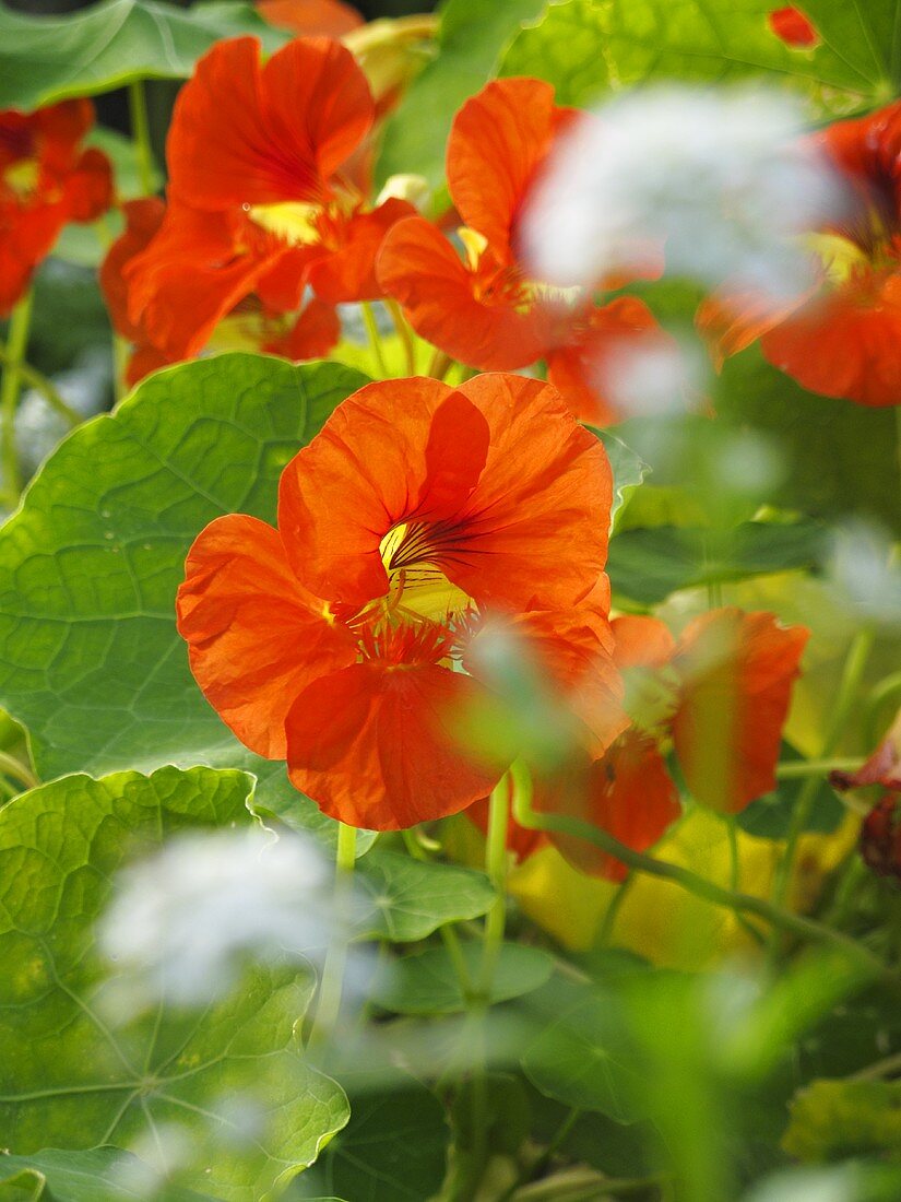 Kapuzinerkresse mit Blüten