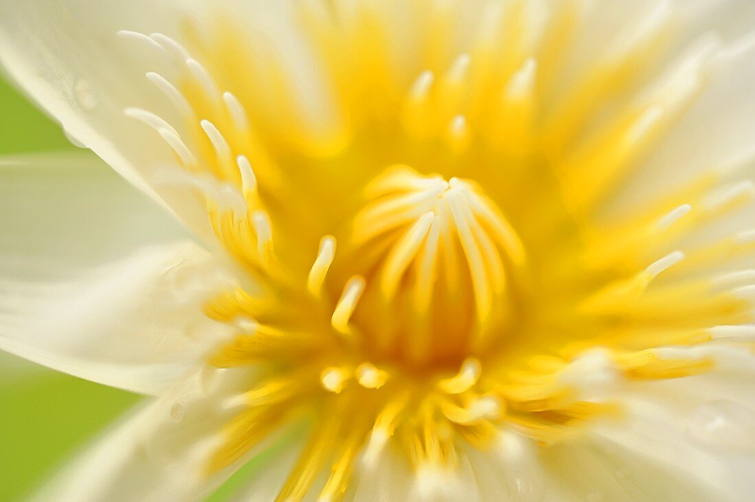Weiß-gelbe Lotusblüte