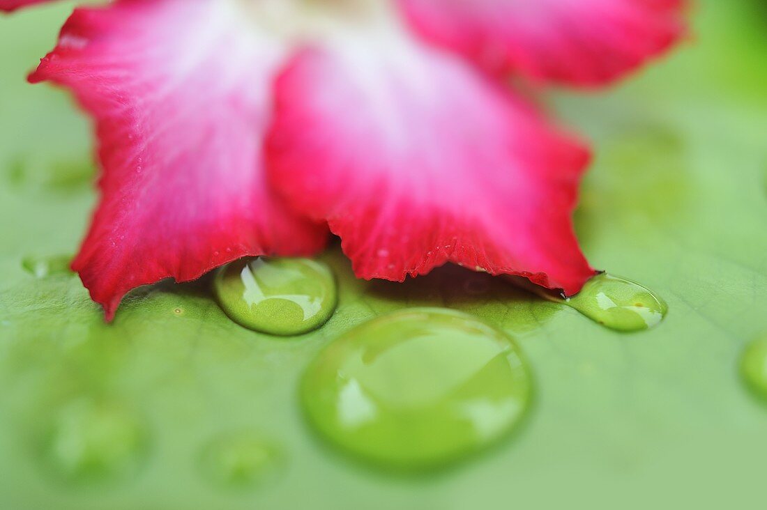 Lotusblüte mit Lotusblatt und Wassertropfen