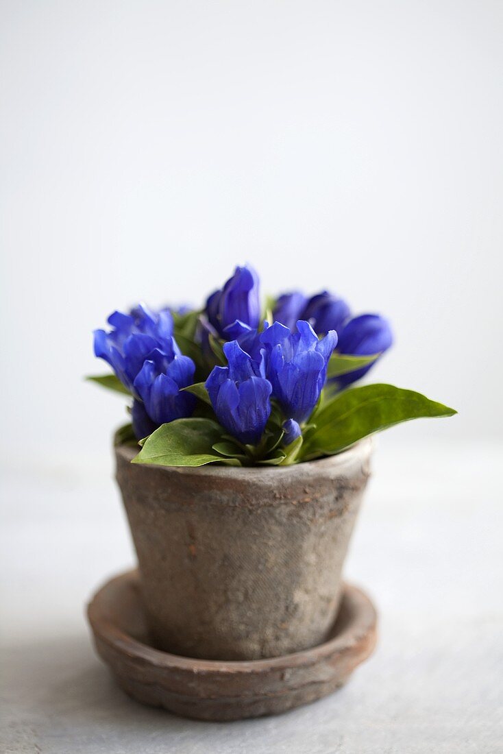 Gentiana in a flower pot