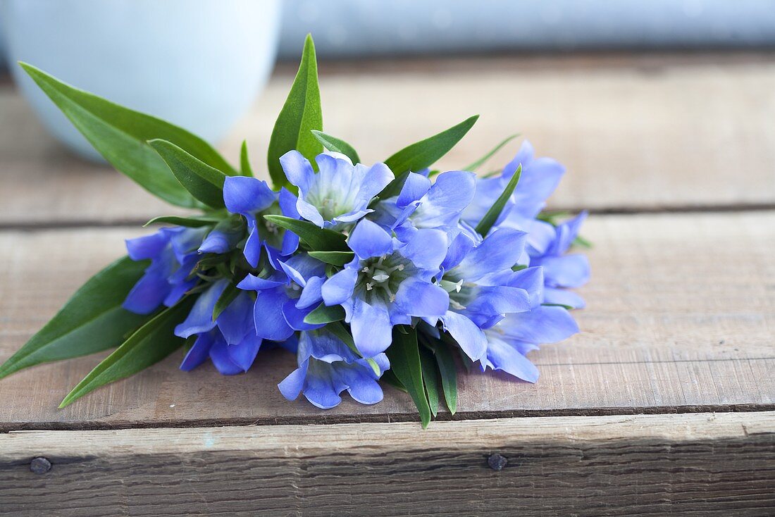 A bouquet of gentiana