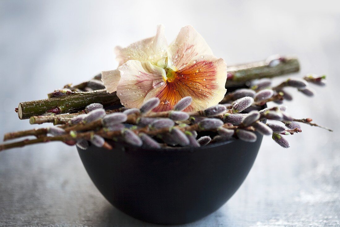 Pansies and willow catkins on a bowl