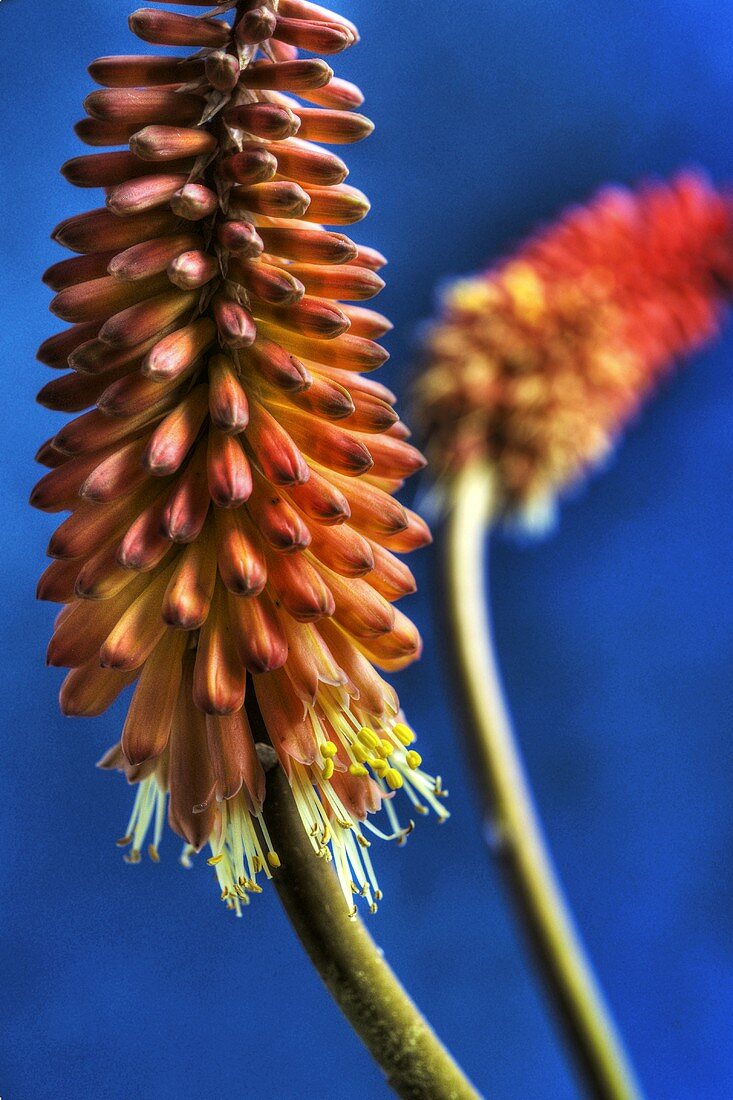 Red-hot pokers