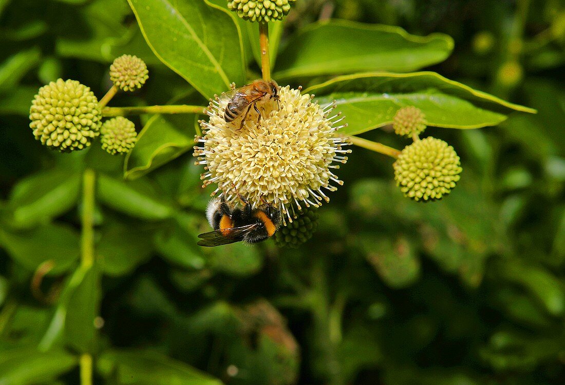 Bee and bumble-bee on umbel