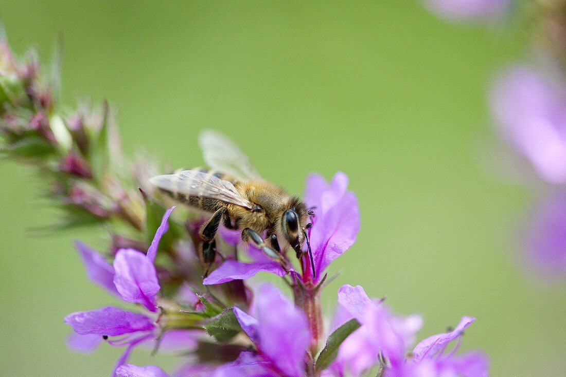 Purple loosestrife with bee