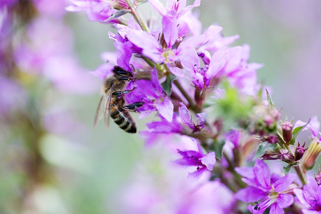 Bee on purple loosestrife flowers