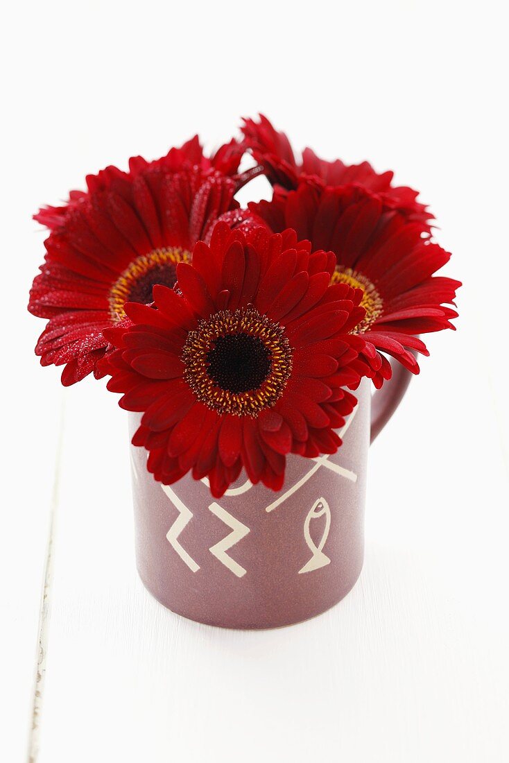 Purpur Gerberas