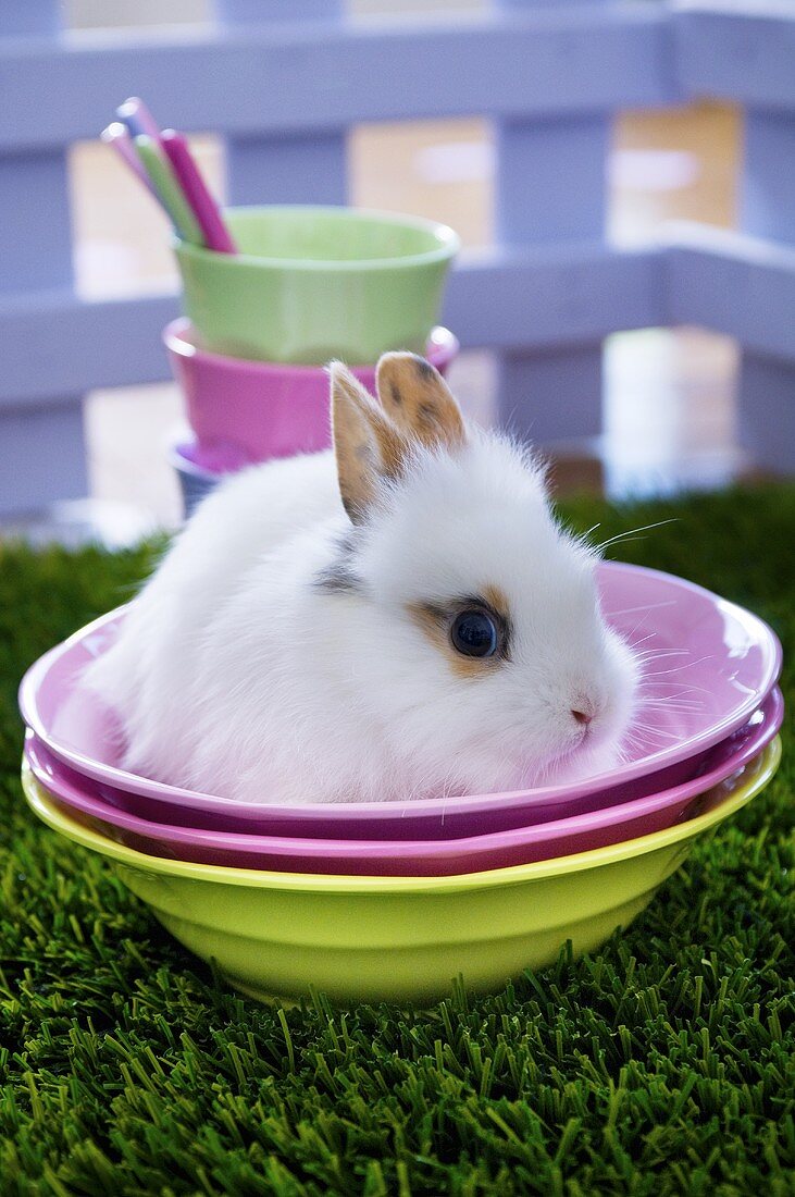 Weisses Kaninchen für Ostern