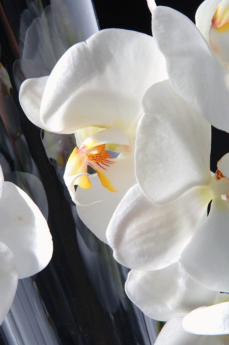 White orchids