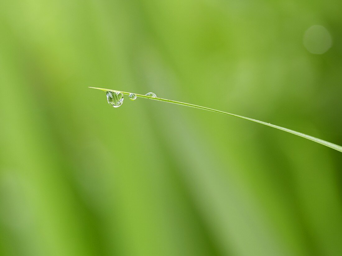 Drops of water on blade of grass (close-up)