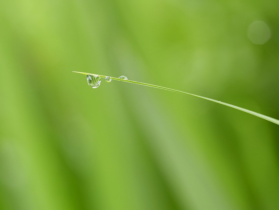 Wassertropfen auf Grashalm (Nahaufnahme)