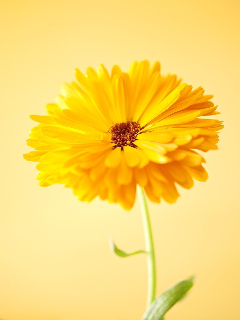 A marigold (close-up)