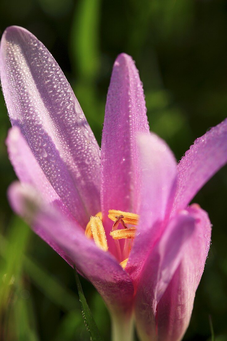 Autumn crocus with dewdrops (close-up)