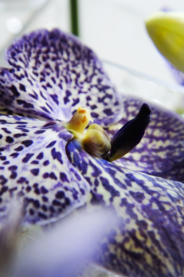 Orchideenblüte (Close Up)