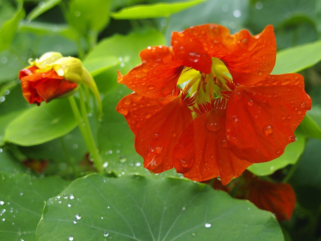 Nasturtium flowers with drops of water