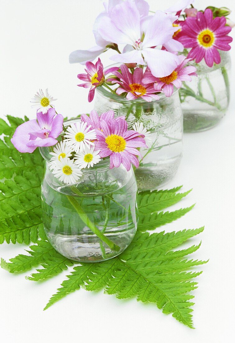 Geraniums and chrysanthemums in jars with fern