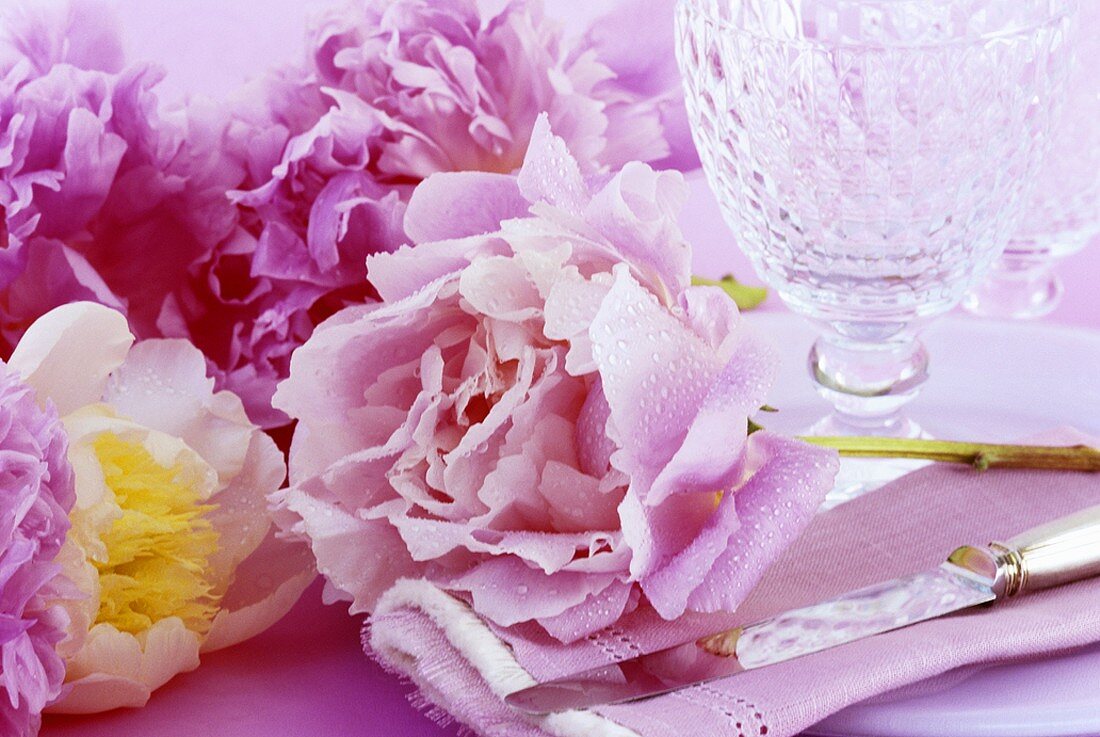 Pink peonies for table decoration (close-up)