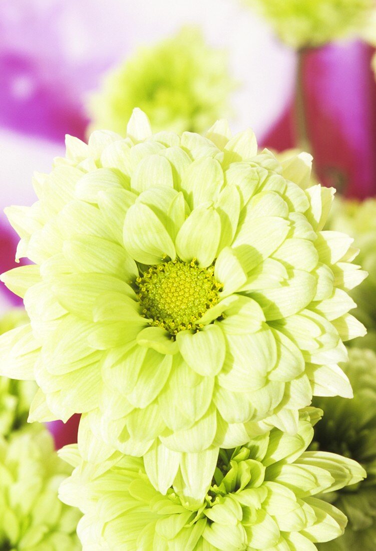 Grüne Chrysanthemenblüten