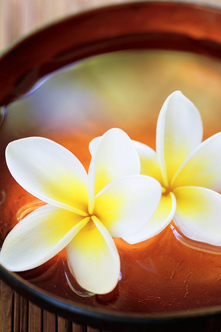 Two frangipani flowers in a bowl of water