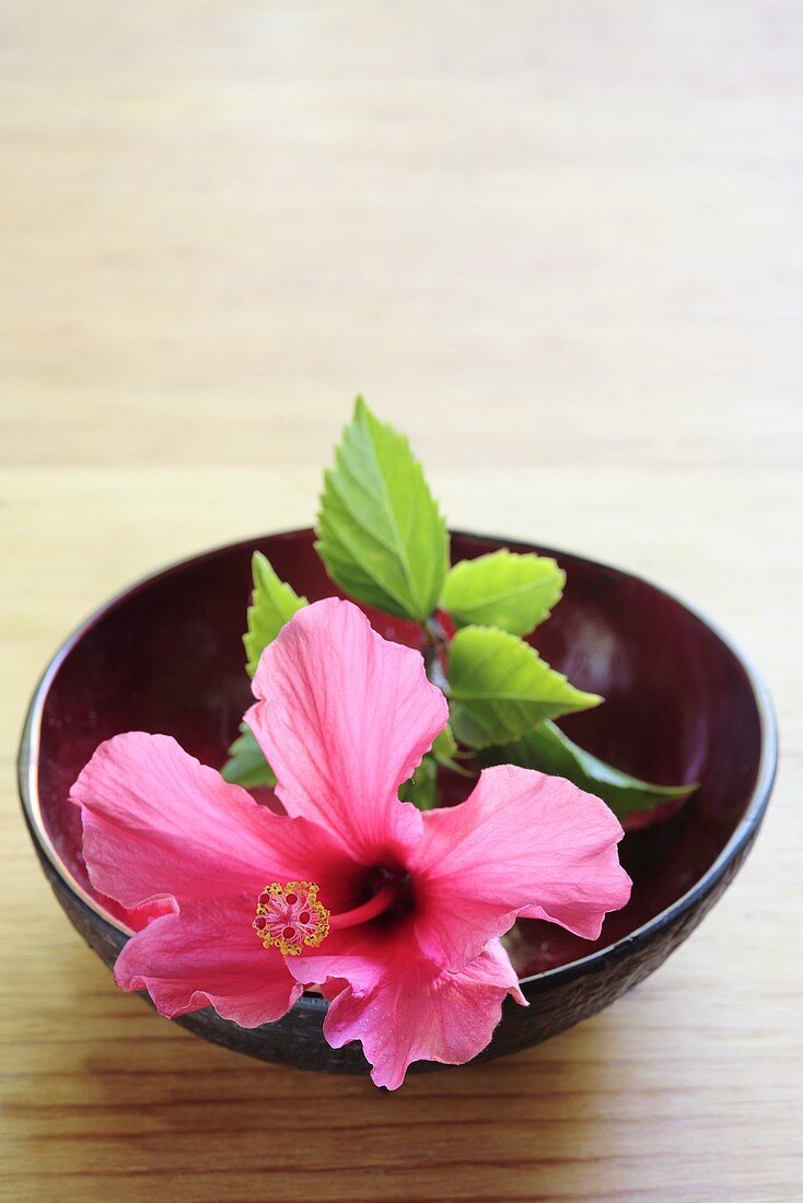 Pink hibiscus flower (Hibiscus rosa-sinensis) in a dish