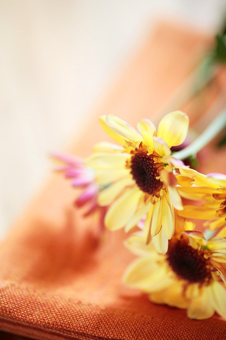 Chrysanthemen auf orangefarbener Serviette