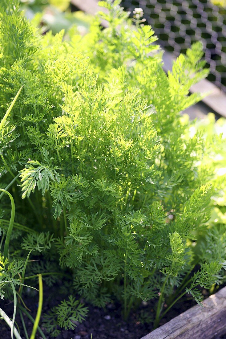 Several carrot plants in a vegetable bed