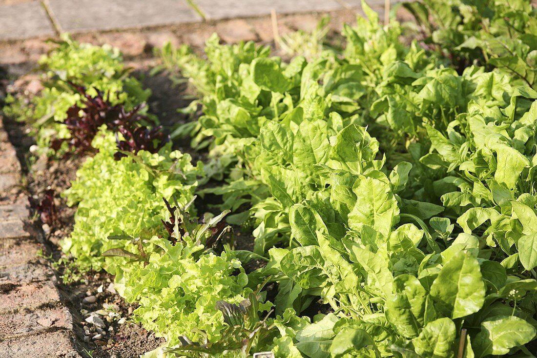 Several different salad plants in a salad bed