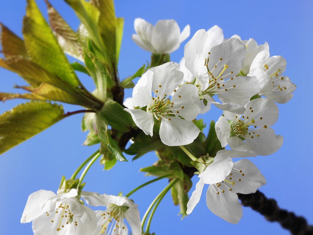 Kirschblüten an einem Zweig vor blauem Himmel