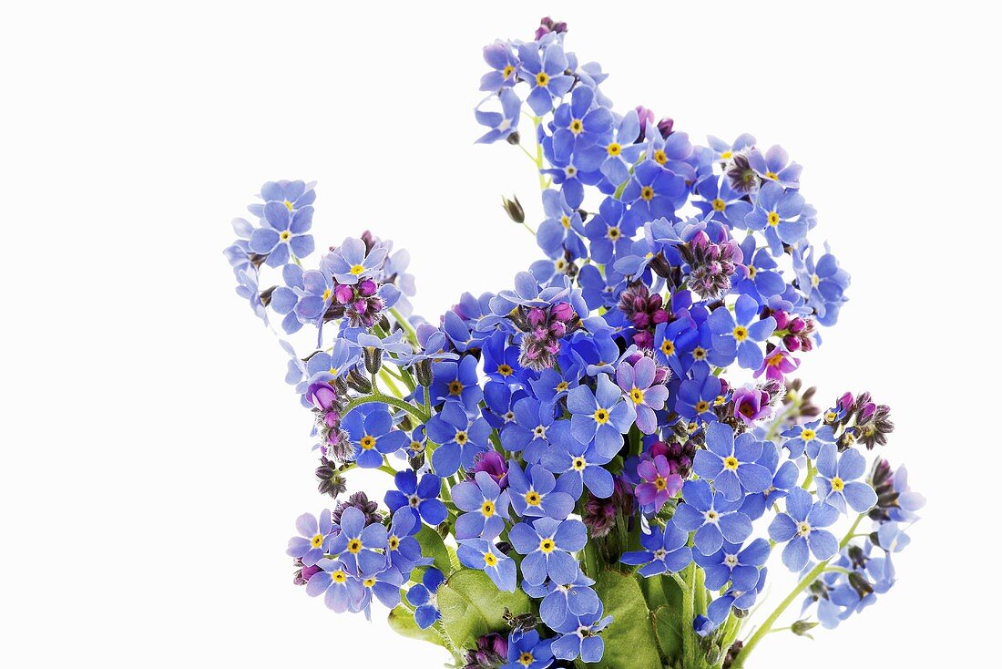 A bunch of forget-me-nots
