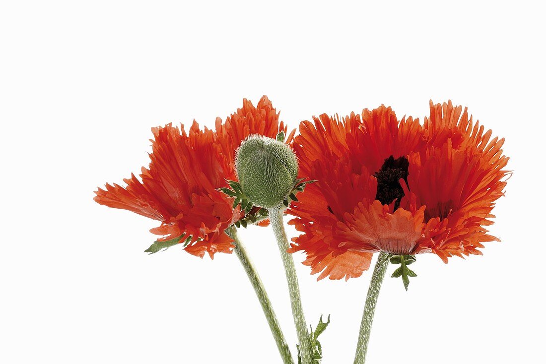Two red oriental poppies and one bud