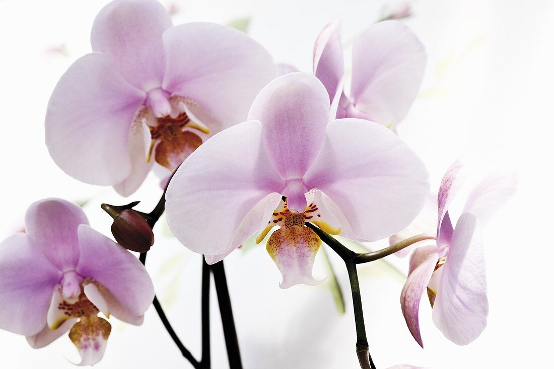 Mehrere Orchideenblüten
