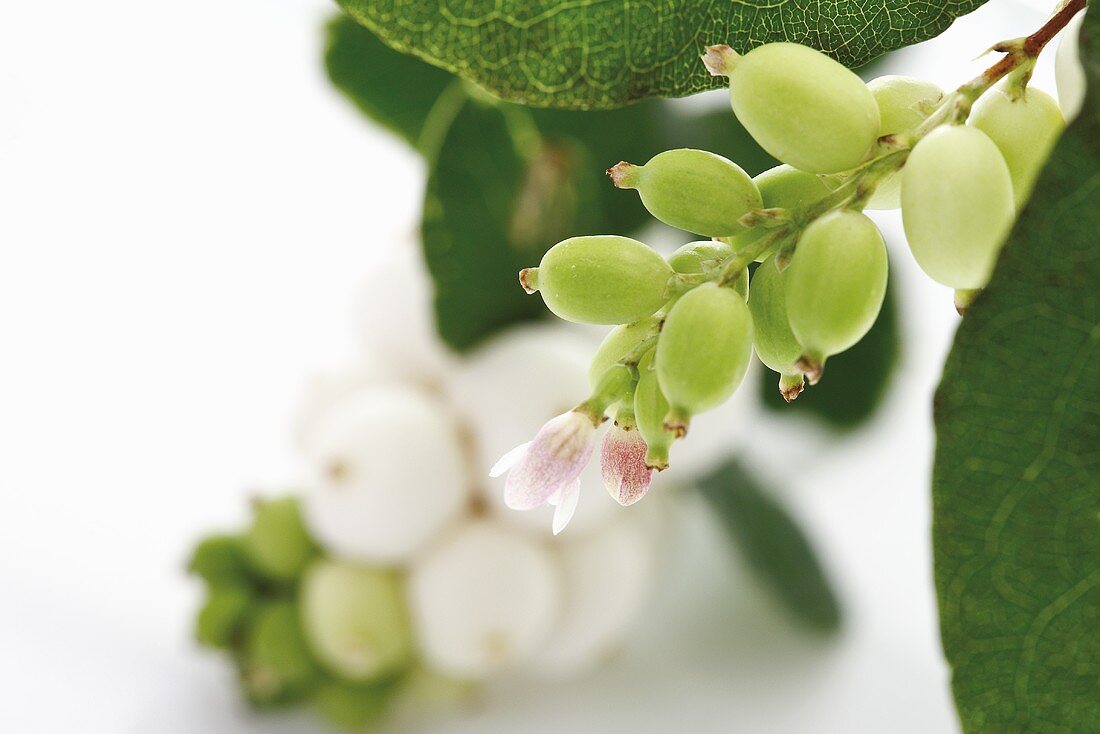 Snowberries on stalk with flowers