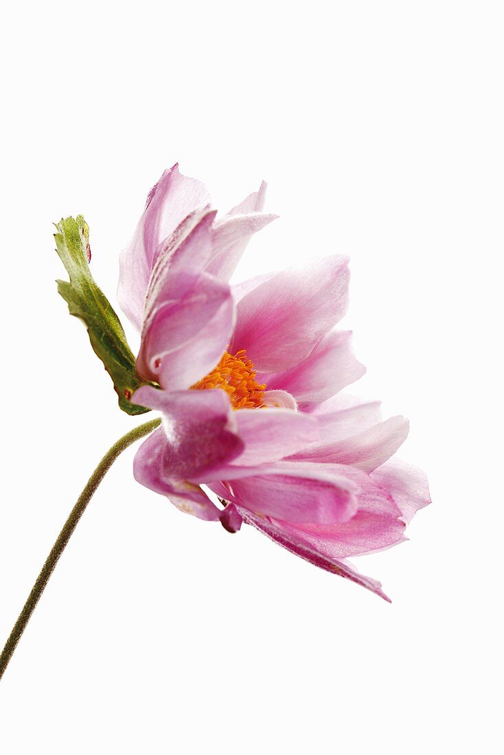 A pink Japanese anemone