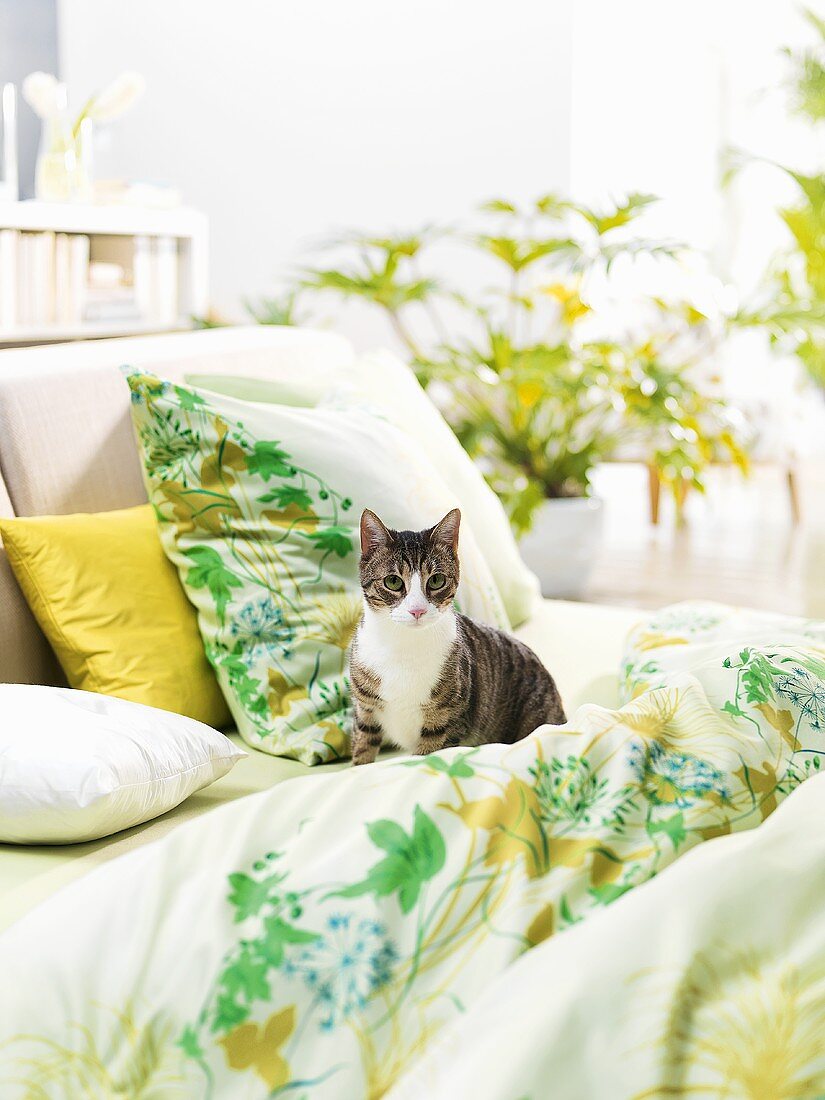 Katze in einem Bett (Frühlingsdeko)