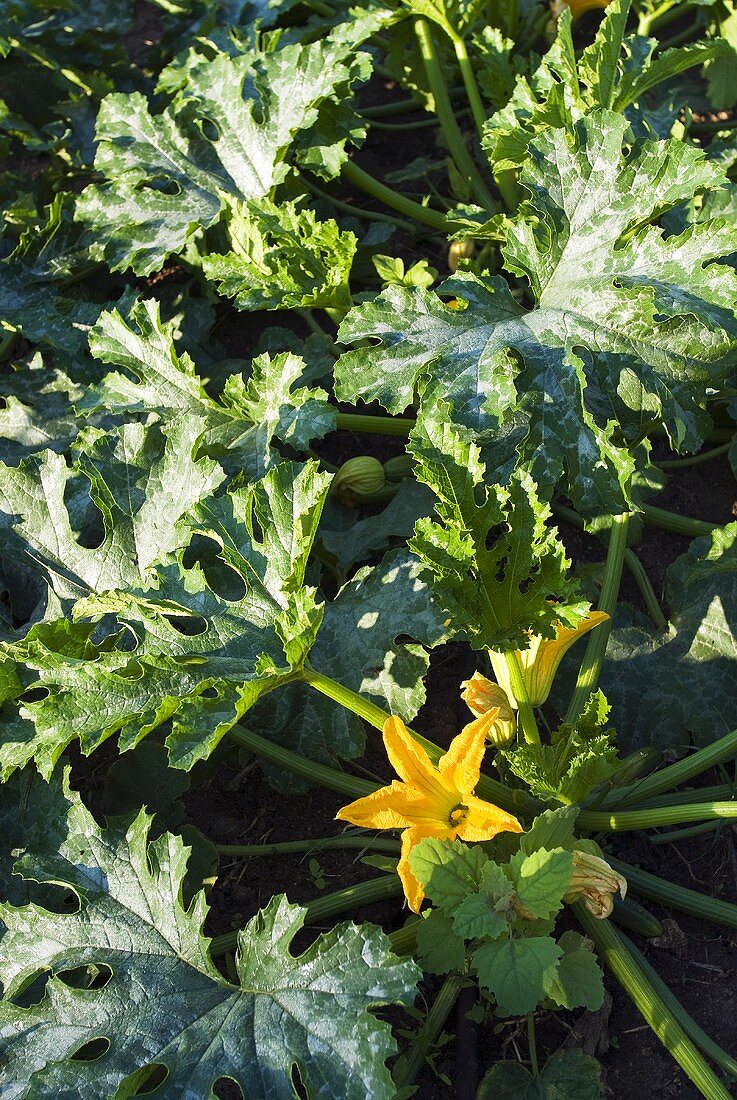 Zucchinipflanzen mit Blüten