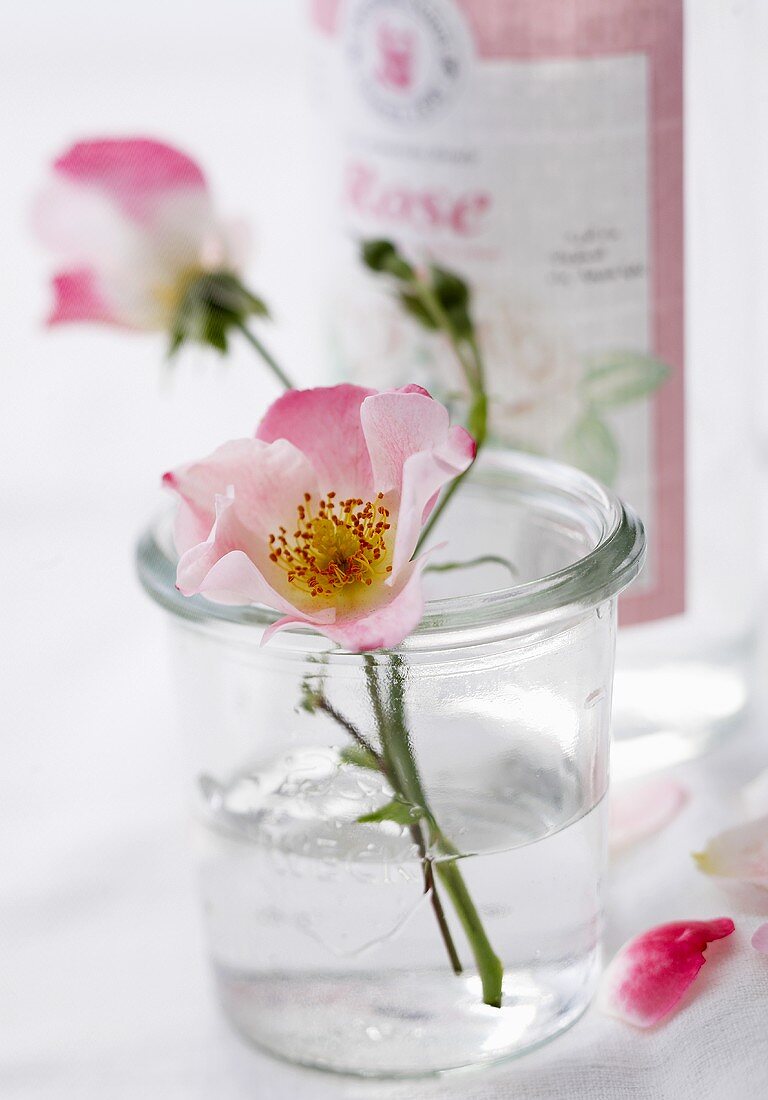 Wild roses in a glass of water