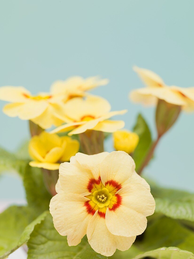 Yellow primroses