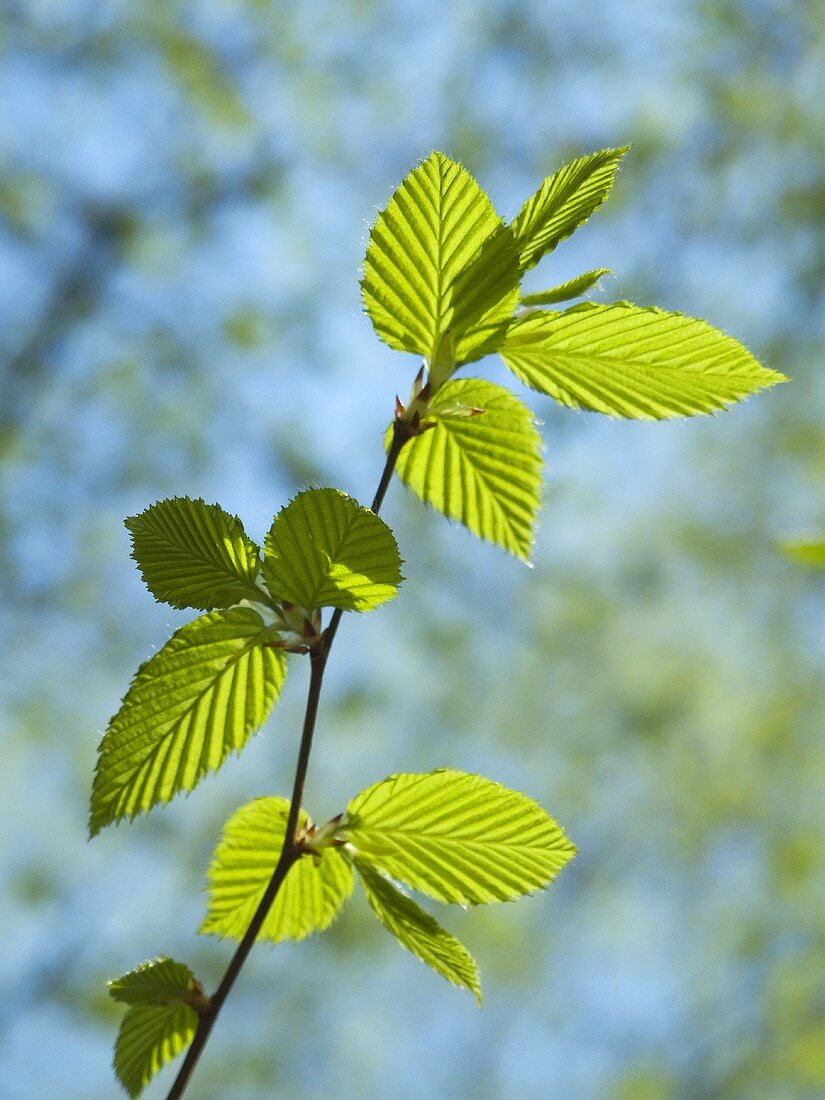 Young beech leaves on branch