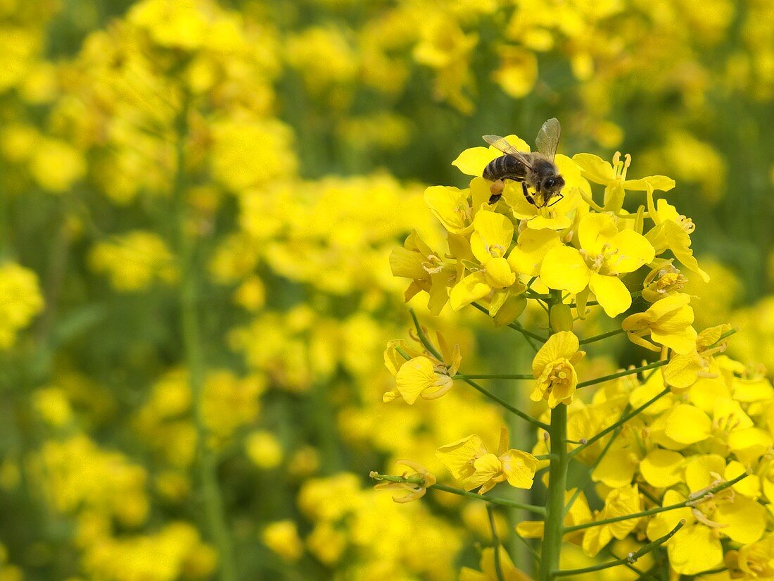 Rapsblüten mit Biene