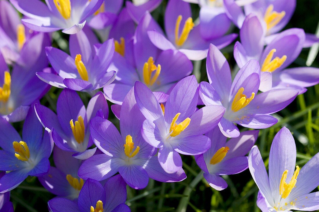 Crocuses