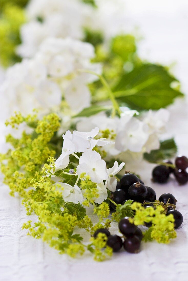 Hydrangea, lady's mantle and blackcurrants