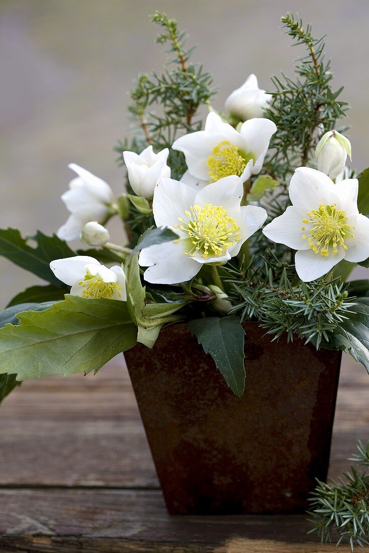 Vase of Christmas roses and juniper