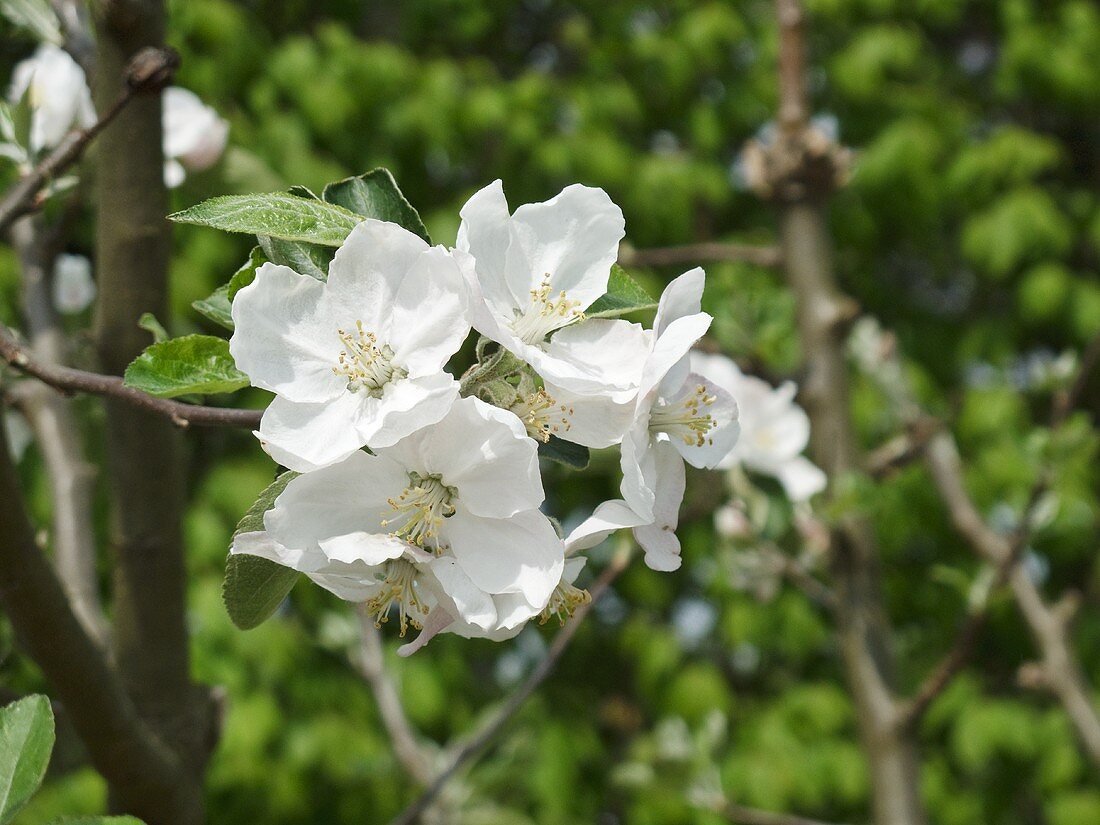 Apple blossom on the branch