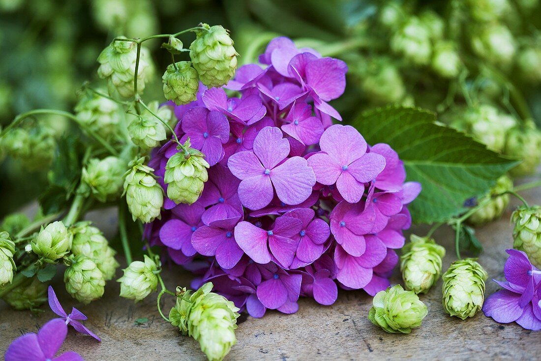 Hortensien mit Hopfendolden