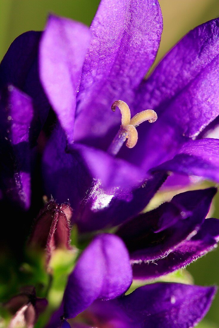 Clustered bellflower (close up)