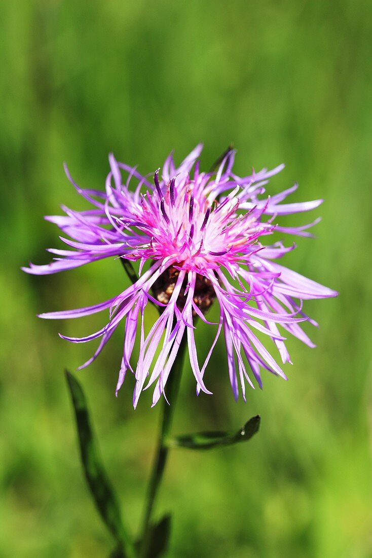 Wiesenflockenblume (aufgeblüht)