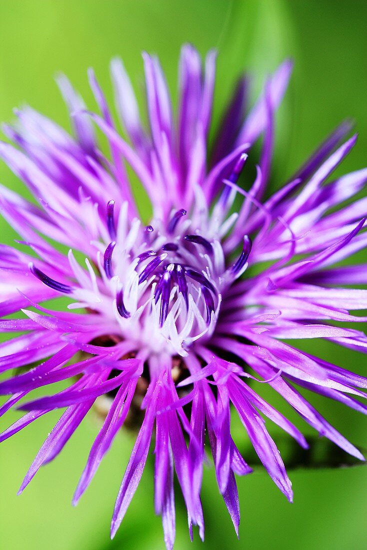 Wiesenflockenblume (Close Up)
