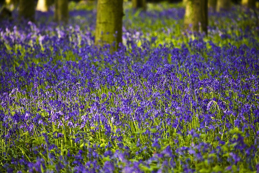 Blühende Glockenblumen im Wald, England