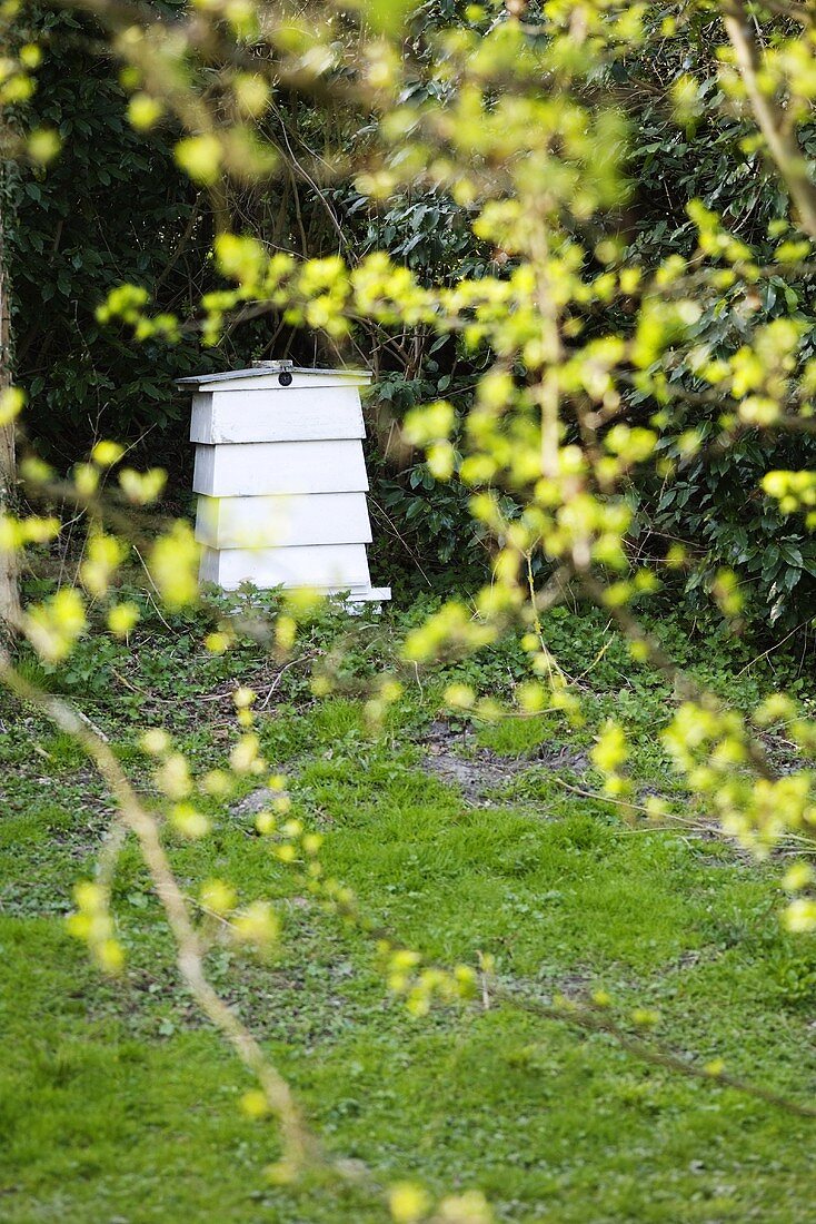 A bee hive in a garden